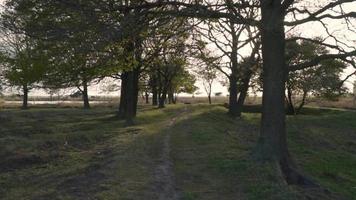 Wind rustles the branches of trees lining a gravel path video