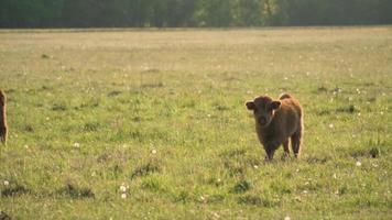 mucca marrone sta e pascola in un prato soleggiato video