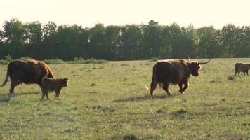 vacas y terneros caminan por el campo pastando video