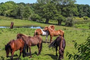 Beautiful panorama of grazing horses on a green meadow during springtime photo