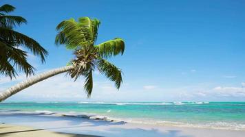 sfondo di spiaggia di palme video