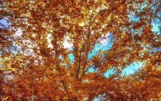 hermosa vista panorámica sobre un paisaje dorado de otoño que se encuentra en europa foto