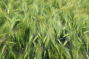 Beautiful and detailed close up view on crop and wheat field textures in northern europe. photo