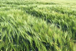 Beautiful and detailed close up view on crop and wheat field textures in northern europe. photo