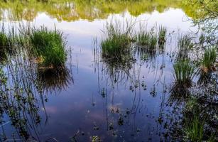 hermoso paisaje en la costa de un lago con una superficie de agua reflectante y algo de caña y hierba foto