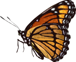 hermosa mariposa animal png