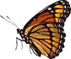 bel animal papillon png