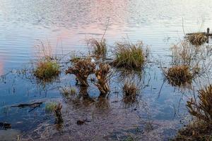 Beautiful landscape at the coast of a lake with a reflective water surface and some reed and grass photo