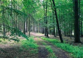 Beautiful view into a dense green forest with bright sunlight casting deep shadow photo