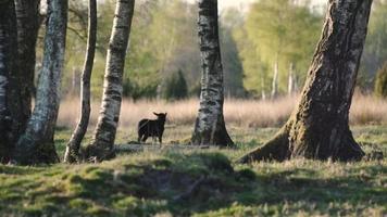 Schafe grasen auf einer von Bäumen gesäumten Wiese video