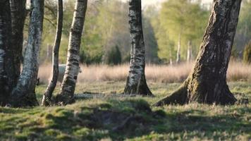 Sheep graze in a meadow lined with trees video