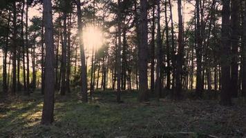 el sol brilla a través de los árboles en el borde del bosque