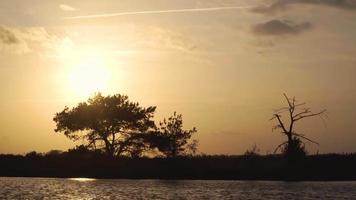 Sun shines down on trees and tall grass in a meadow video