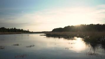 el sol brilla sobre los árboles, el lago y la hierba alta en un prado video