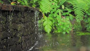 Wasser tropft aus einem Steinbrunnen in einen Teich, der von Farnpflanzen umgeben ist video