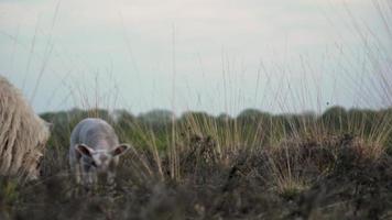 moutons et agneaux paissent dans un pré ouvert video