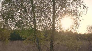 Die Sonne scheint auf Bäume und hohes Gras auf einer Wiese video