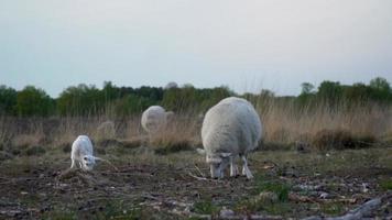 Sheep graze in a meadow lined with trees video