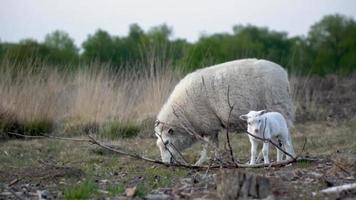 Mother ewe and baby lamb graze in grassy meadow video