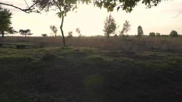 Tree sways in the breeze as sun shines through branches video