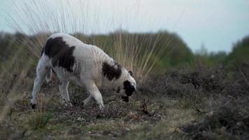 el ternero blanco y marrón esponjoso pasta y juega en el campo al atardecer