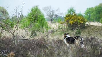 Sheep dog stands alert in meadow with trees in background video