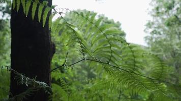 Green fern like plant wraps around tree trunk in the forest video