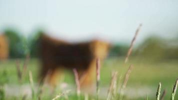 Highland cattle calf grazes in an open green meadow video