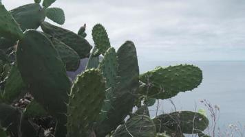 Nahaufnahme von Kakteen mit Meerblick Horizont im Hintergrund video