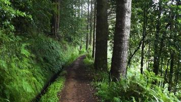 caminho da natureza alinhado com árvores na floresta video