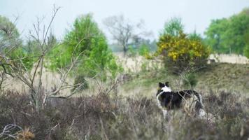 Sheep dog in dry grassy field is alert, watches distance with trees video