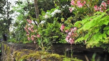 arroyo fluye rodeado de flores y arbustos frondosos video