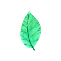 Green Leaf Element watercolor png