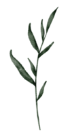 grönt blad element vattenfärg png