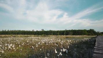 le soleil brille sur les arbres et les hautes herbes dans un pré video