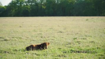 Highland cattle calf lays on grass on a sunny day video