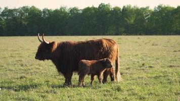 Highland cattle, cow and calf stand together in grassy field video
