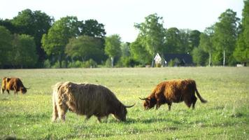 El ganado de las tierras altas pasta en un día soleado en un prado cubierto de hierba video