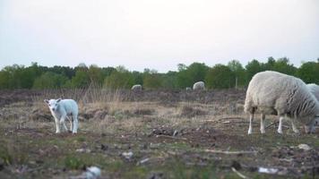 Sheep graze in a meadow lined with trees video