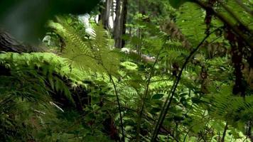 Ferns and plant life in garden video