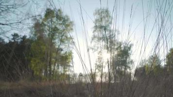 arbres et herbe sous un ciel dégagé video