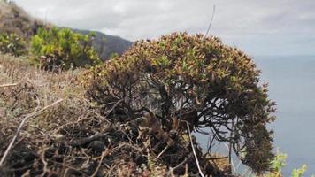arbusto leñoso seco en un acantilado con vista al horizonte del océano video