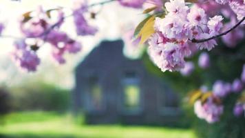 Flowering tree blows in foreground with rustic barn in background video