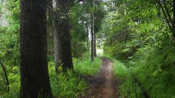 wandelen langs een natuurpad door een bos