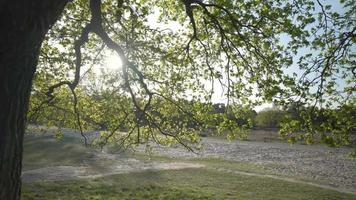Sun light shining through tree branches video