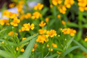 Yellow marigold flower photo