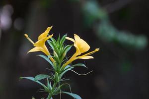 Yellow barleria prionitis flowers on blurry bokeh background photo