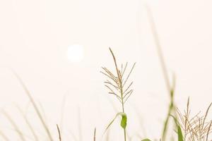 Corn flower in morning light photo