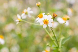 bidens pilosa var. radiata, flores silvestres foto