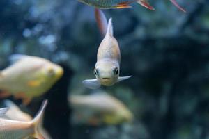 Red-tail Tinfoil Barb in  aquarium photo